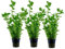 AquaOne Aquarium Pflanze 3 Stück Bacopa caroliniana I Wasserpflanze Aquariumpflanze Stängelpflanze voll durchwurzelt einfach pflegeleicht Aquascaping Dekoration