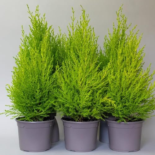 6 x Conifers Trees for Garden - Plants Outdoor Garden Ready, Conifer Goldcrest in 13cm Plastic Pots, Height 50cm, Great Hedging Plants