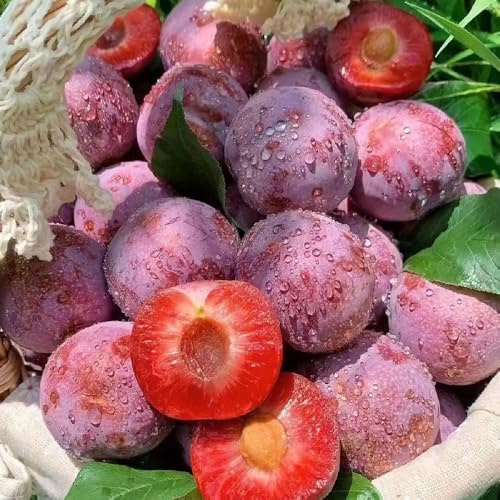 semi di susino - prugna, sementi biologiche, sementi di antiche varietà, siepi, cespugli di susino, balcone a colonnare, arbusti dalla 30pcs