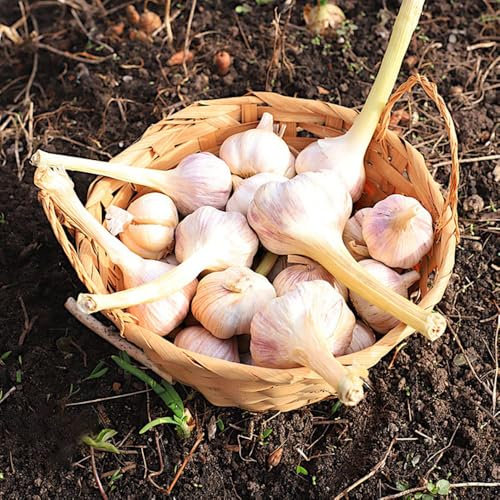 3 pcs elefantenknoblauch， winterharte pflanzen für garten pflanzknoblauch， winterharte kübelpflanzen bonsai topf，gartenpflanzen deko garten，schnell wachsender hochbeete für garten