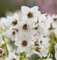 100 semi di fiori di Bergenia, bianchi