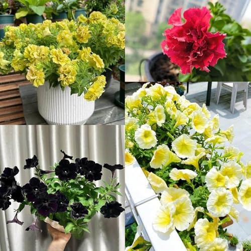 40 piezas semillas de petunia - semillas de pradera silvestres pradera perennes resistentes
