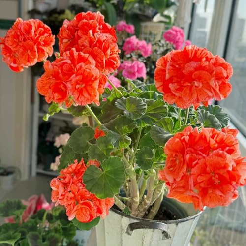 semi di geranio resistenti all'esterno gerani pelargonium appesi da giardino, all'esterno tappezzante perenne resistente 250pcs