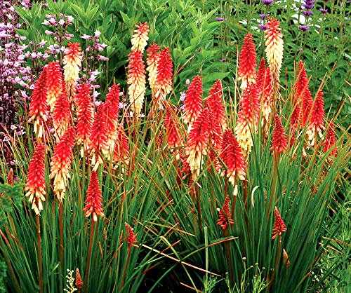 1 x Kniphofia ‘Orange Vanilla Popsicle’ (Winterhart/Staude/Dauerblüher/Bienenferundlich/Mehrjährig) Fackellilie - Ein süßes Farbenspiel aus Orange und Creme - von Stauden Gänge