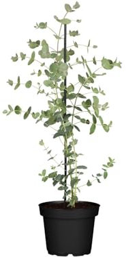 Eucalyptus 'Silver Dollar' 40-60 cm - Eukalyptus, silberblaue Blätter, ideal für Kübel und Rabatten, duftend, winterhart, pflegeleicht