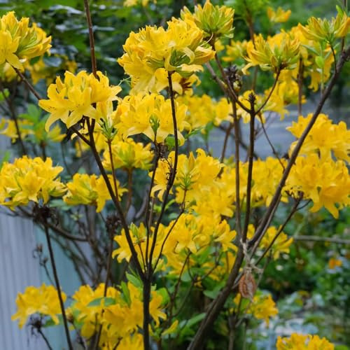 semillas de rododendro - primavera, para el jardín azalea resistente para exterior perennes Decoración 120pcs
