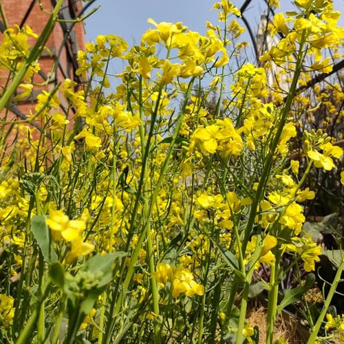 semillas de mostaza amarilla orgánica - jardín resistentes 550pcs