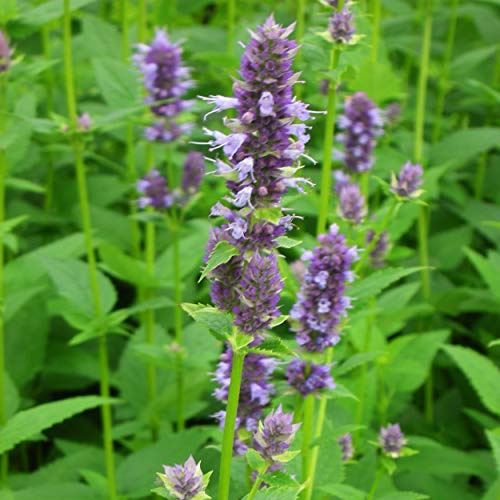 Blumixx Stauden Agastache foeniculum – Duftnessel, violettblau blühend, winterharte Staude, duftend, für Naturgarten