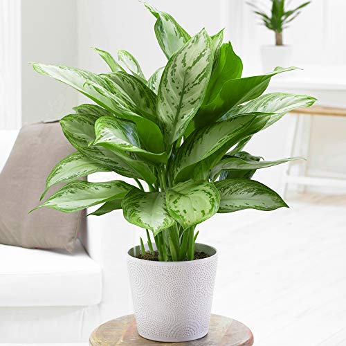1 x Aglaonema Maria Christina | Chinese Evergreen Indoor Plant (25-35cm in Pot)