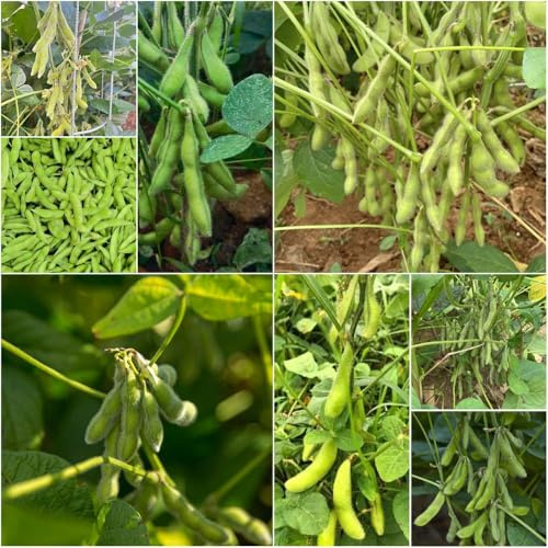 Semi di fagiolo edamame - in semi inverno giardino di fagiolo 200pcs