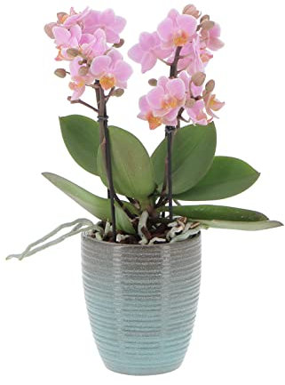 KENTIS - Orchidea Vera Pianta Rara - Phalaenopsis Boquetto Rosa - Piante da interno Fiorite Purifica Aria - Vaso Ø 12 cm