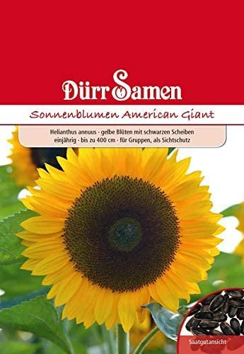 Riesen Sonnenblume Samen American Giant Sonnenblumensamen bis zu 4 m Groß Bienenfreundlich Riesensonnenblume ca 10 Korn Saatgut Garten Gelbe Blüten Dürr Samen