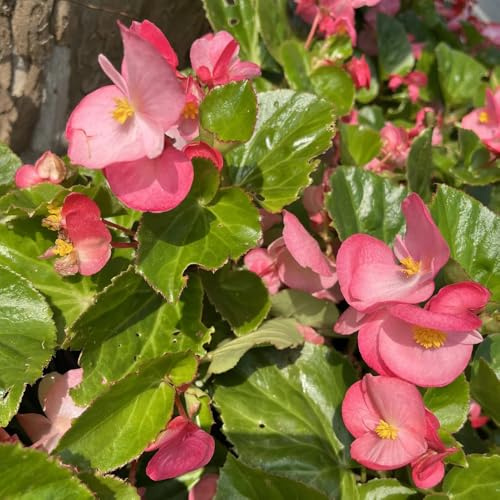 Begonie - giardino del giardino roccioso in vaso, esotiche da balcone varietà biologiche tradizionali resistenti al pieno sole 120semi