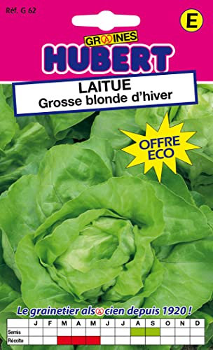 Graines de Laitue Grosse Blonde d'hiver - Format ECO - 9 grammes