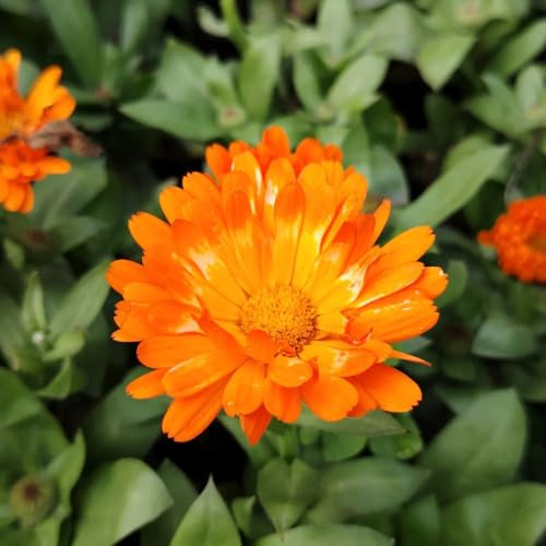 semi di calendula, esotiche da giardino interno balcone resistenti 120pcs