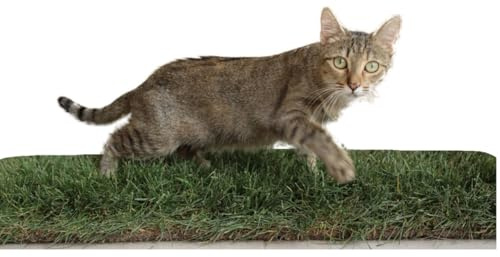 PratoErboso GreenZolla - L' Originale Lettiera per Gatti in Erba Vera Naturale, Traversina 100% Naturale Cuccia per Gatti in Vero Prato, Zona Gioco e Relax per Animali Misura Maxi