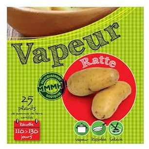 Ratte 25 Plants de pomme de terre