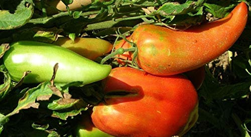 Generico 5 plantas tomate cuerno tierra de Romaña
