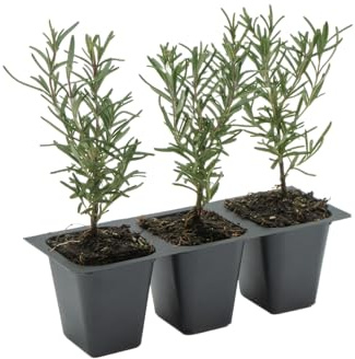3 Tuscan Blue Rosemary, Live Plants – Rosmarinus Officinalis – Hardy & Fragrant Herb in 2.5” Nursery Pots – Grows Up to 5 Ft, Easy to Maintain, Great for Cooking, Landscaping & Aromatherapy