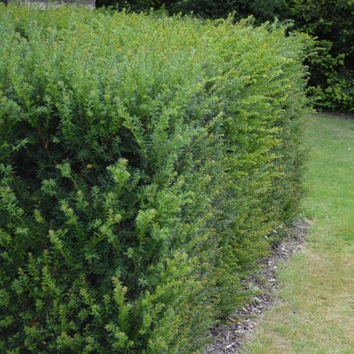 Tasso europeo – Taxus baccata – foglia verde – 6 piante – pianta siepe – 1 metro lineare – sempreverde – vaso 17 cm altezza 60 cm