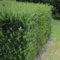 Tasso europeo – Taxus baccata – foglia verde – 6 piante – pianta siepe – 1 metro lineare – sempreverde – vaso 17 cm altezza 60 cm