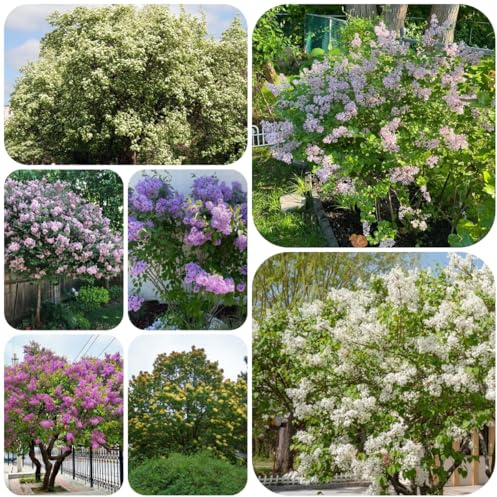 lillà - come bomboniera giardino resistenti insoliti decorazioni 180semi