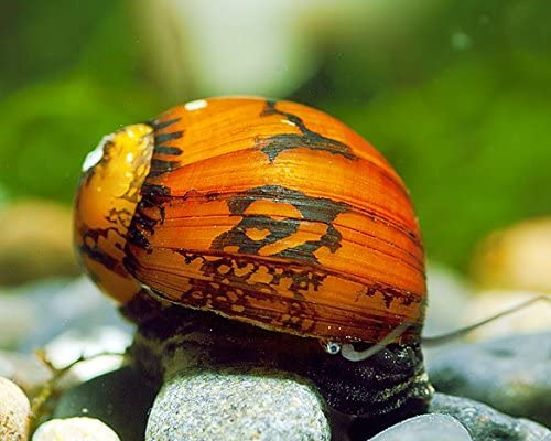 Garnelen Rennschnecken Mix - Algenvernichter - Aquarium Schnecken - Algenvernichter Aquarium Algenbekämpfung, Menge:12 STK.