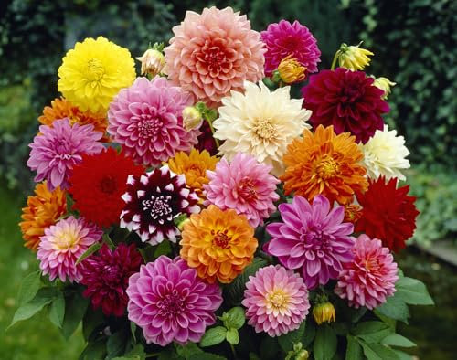 5 X Dahlia Mix - Dalia Misti - Bulbi Di Alta Qualità (5)