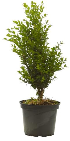 Verdecora Boj en maceta de Ø15cm | Buxus sempervirens 'Suffruticosa' | Arbusto de Exterior Compacto y Resistente | Ideal para Setos, Jardines y Borduras