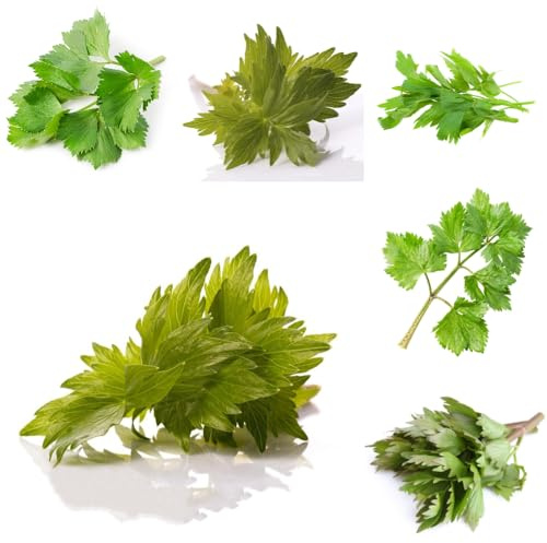 semi di levistico, prodotti sostenibili per gli amanti del giardino giardino aromatiche vecchie varietà da balcone esotico resistenti per 200pcs