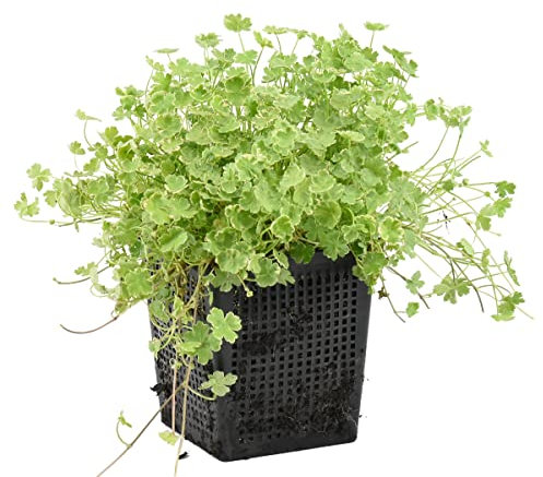 Bloomique - Hydrocotyle Variegata - Hydrocotyle panachée - Plantes de bassin - Plantes aquatiques - Rustique - Hauteur 10-20 cm - Pot 11 cm