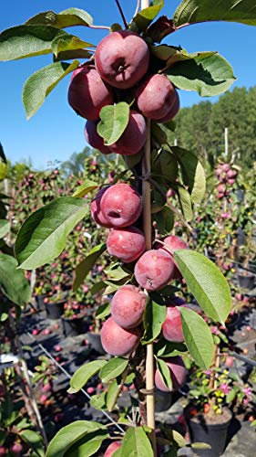 Malus domestica Ballerina® 'Maypole' / Pommier colonnaire Ballerina® 'Maypole' / Conteneur de 7 à 10 litres/Baliveau