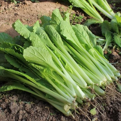 pak choi di interni decorativi di balcone resistenti resistenti giardino interni verdi balcone letti alti giardino semi 1200pcs