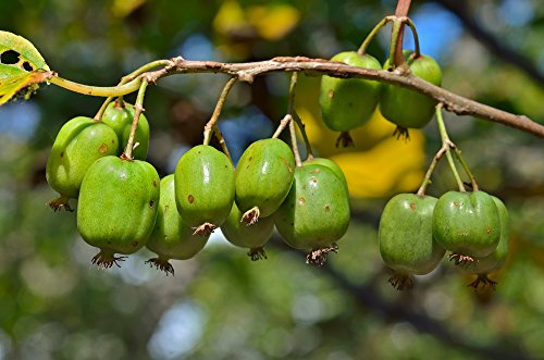 Grow your secret garden Hardy Kiwi Fruit Seeds (Actinida Arguta) Miniature,Sweet Kiwi Fruits!Hardy
