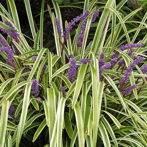 Outsidepride Liriope Muscari Monkey Grass Seeds - 50 Pcs Perennial Ornamental, Drought-Tolerant Lilyturf Ground Cover Seeds with Blue Flowers for Containers, Borders and Xeriscape Landscapes