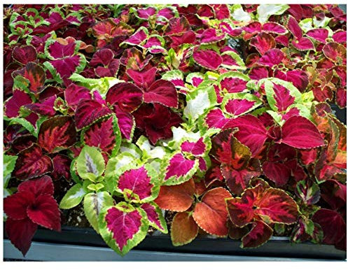 PREMIER SEEDS DIRECT - Coleus - Rainbow Mixture - 800 Finest Seeds - Stunning Foliage