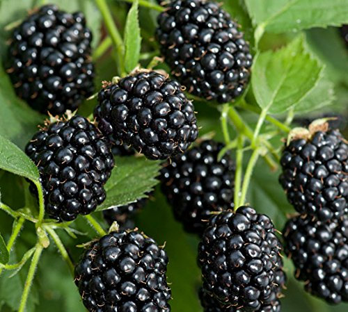 BlackBerry 'Bedford Giant' 15cm Pot Size