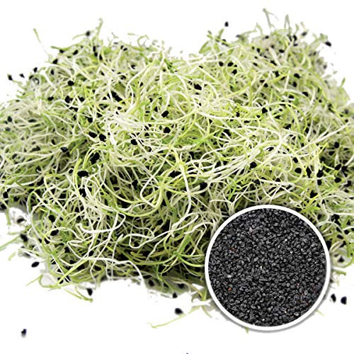 100g BIO Keimsprossen Porree Lauch Samen Sprossen Microgreens Kressesamen Grünkraut Superfood