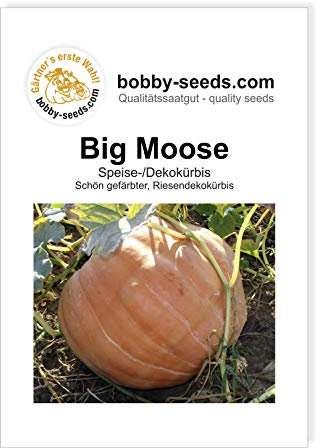 Big Moose Kürbissamen von Bobby-Seeds Portion