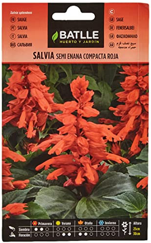 Semillas Batlle Salvia Semi Nano compac Rosso