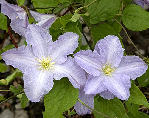 Blue Angel Clematis Vine - Perennial - 2.5 Pot