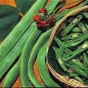 JustSeed - Runner Bean - Scarlet Emperor - 50 Seeds
