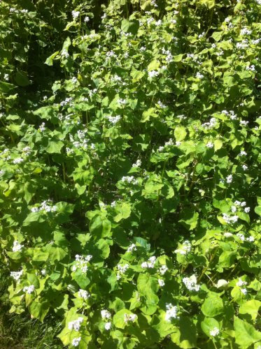 PREMIER SEEDS DIRECT - Green Manure - BUCKWHEAT - 50GM Finest Seeds