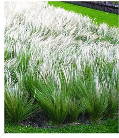 BALDUR Garten Mädchenhaargras Federgras, 3 Pflanzen Engelshaargras winterhart Garten-Ziergräser, winterharte Staude, trockenresistent, mehrjährig, blühend, Stipa borysthenica