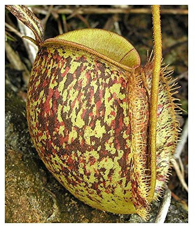 Nepenthes ampullaria tricolor - Kannenpflanze - 10 Samen