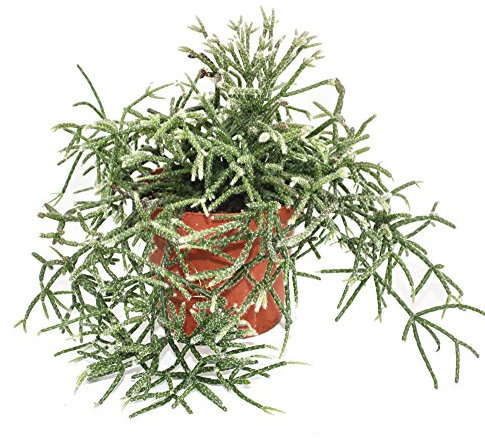 Exotenherz - Rhipsalis pilocarpa - Korallenkaktus - im 12cm Topf