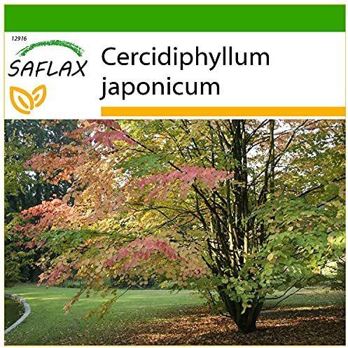 SAFLAX - Arbre au caramel - 200 graines - Avec substrat - Cercidiphyllum japonicum