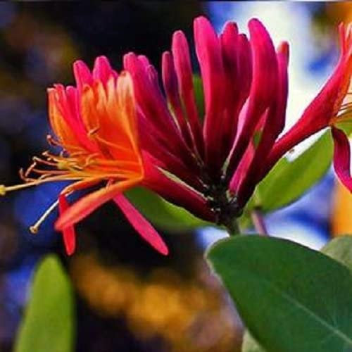 Geissblatt Red World (Lonicera) - Kletterpflanze - Rot-Orange, Mehrjährig & Winterhart | 1,5 Liter Topf