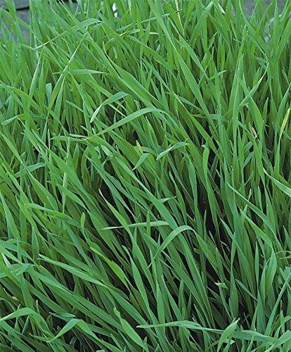 Just Seed - Vegetable - Green Manure - Grazing Rye - 250g Seed - Large Packet