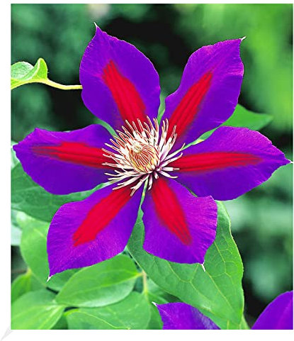 BALDUR Garten Waldrebe Clematis 'Etoile de Malicorne' winterhart, 1 Pflanze, Klematis mehrjährige blühende Kletterpflanzen, bienenfreundlich und schmetterlingsfreundlich, blühend, Clematis Hybride